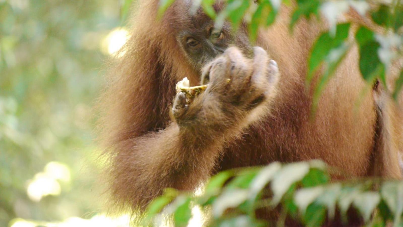 Batu Kapal Guest House & Jungle Trekking Bukit Lawang Luaran gambar