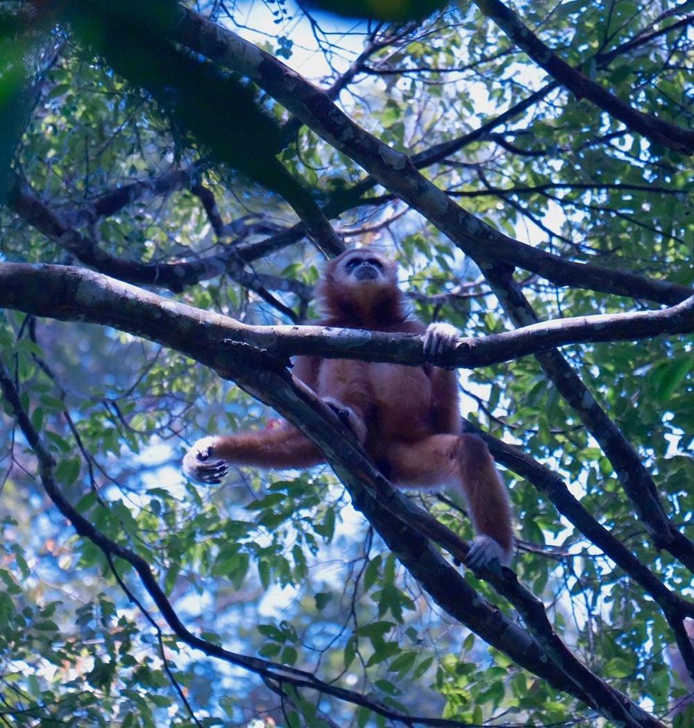 Batu Kapal Guest House & Jungle Trekking Bukit Lawang Luaran gambar