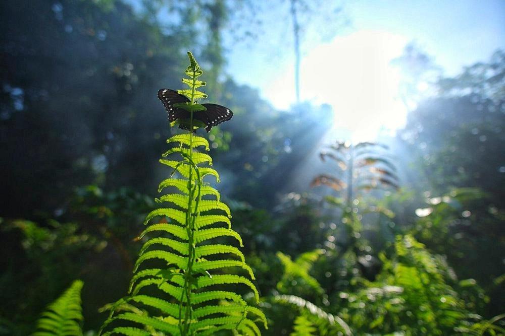 Batu Kapal Guest House & Jungle Trekking Bukit Lawang Luaran gambar