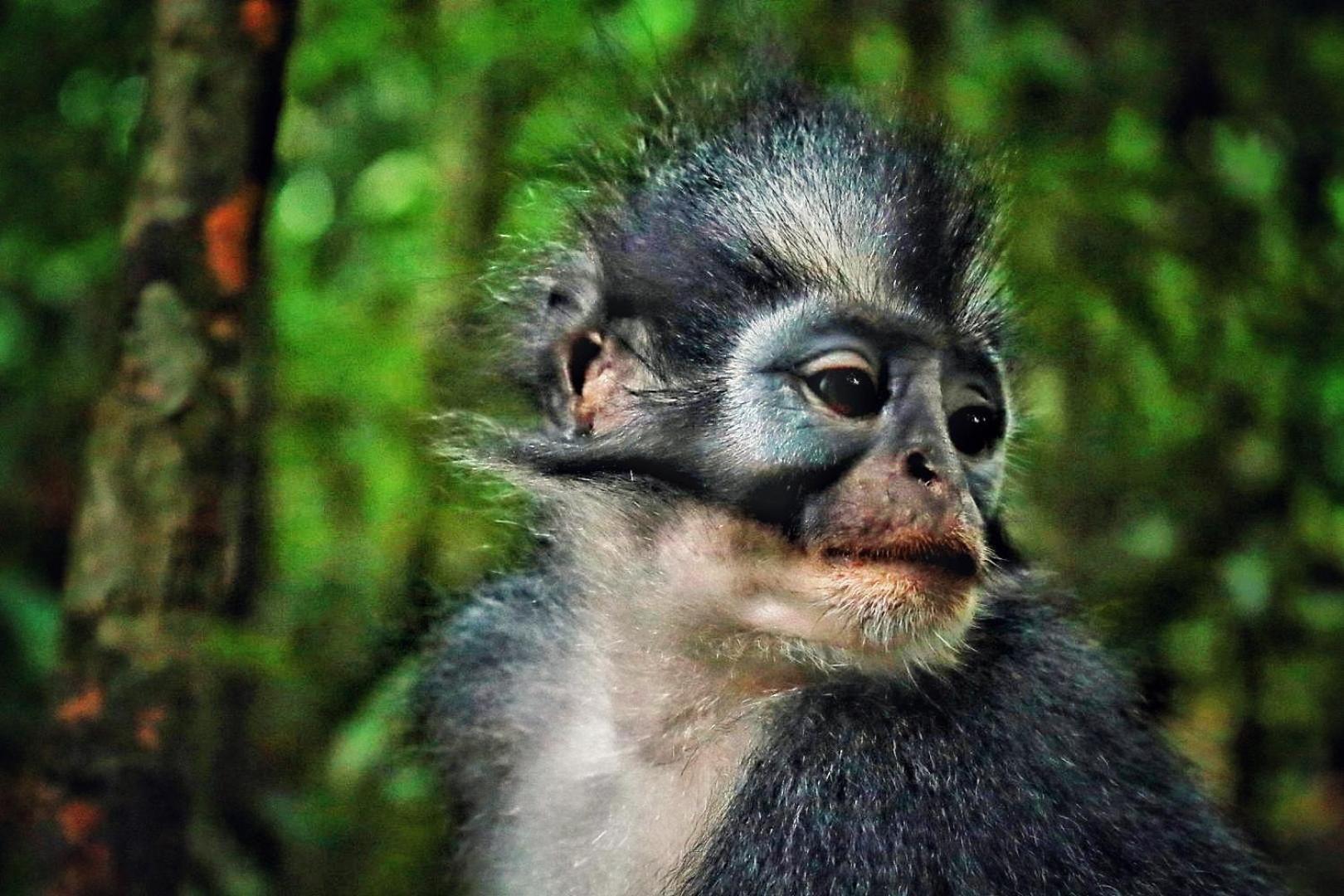 Batu Kapal Guest House & Jungle Trekking Bukit Lawang Luaran gambar