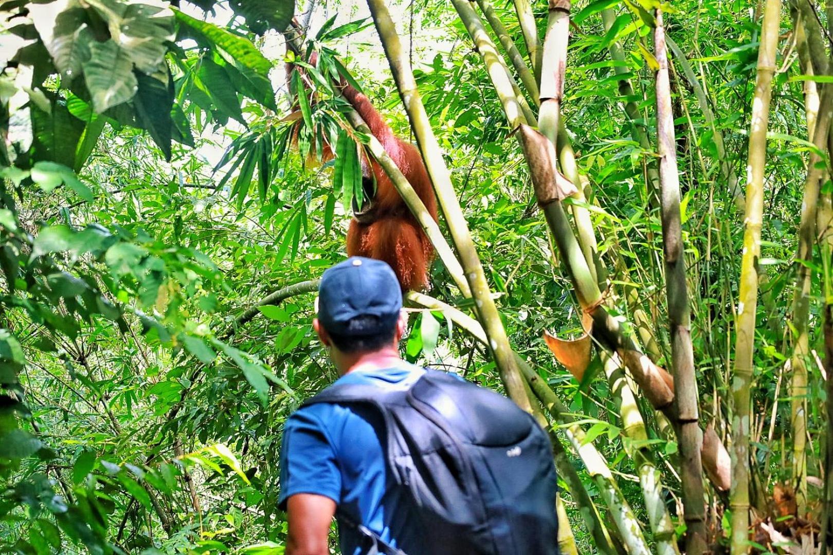 Batu Kapal Guest House & Jungle Trekking Bukit Lawang Luaran gambar