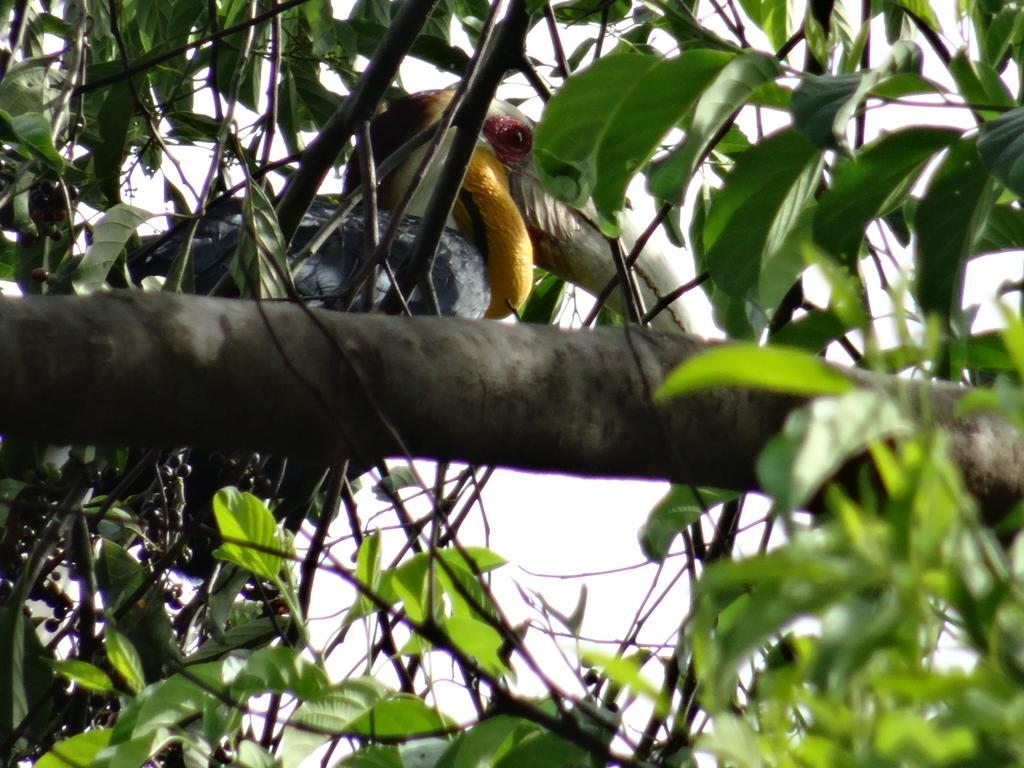 Batu Kapal Guest House & Jungle Trekking Bukit Lawang Luaran gambar