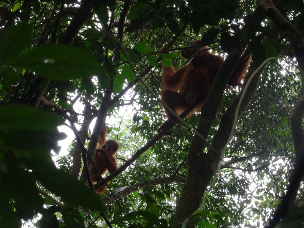 Batu Kapal Guest House & Jungle Trekking Bukit Lawang Luaran gambar